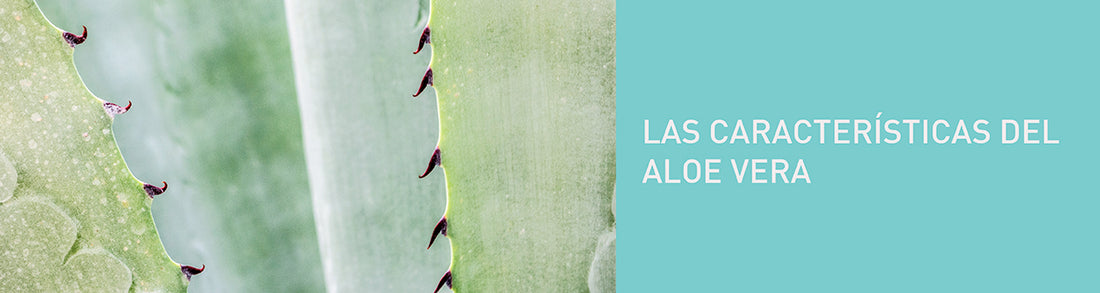 Aloe vera , la base de todos nuestros productos
